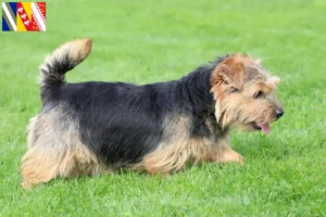 Read more about the article Norfolk Terrier breeders and puppies in Grand Est