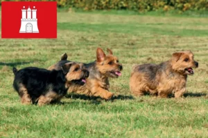 Read more about the article Norfolk Terrier breeders and puppies in Hamburg