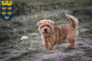 Read more about the article Norfolk Terrier breeders and puppies in Lower Austria