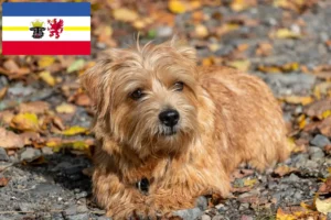 Read more about the article Norfolk Terrier breeders and puppies in Mecklenburg-Vorpommern