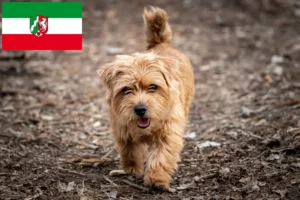 Read more about the article Norfolk Terrier breeders and puppies in North Rhine-Westphalia