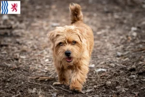 Read more about the article Norfolk Terrier breeders and puppies in Nouvelle-Aquitaine