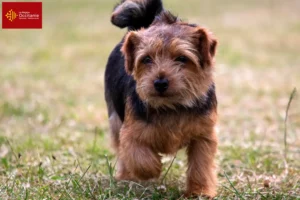 Read more about the article Norfolk Terrier breeders and puppies in Occitania