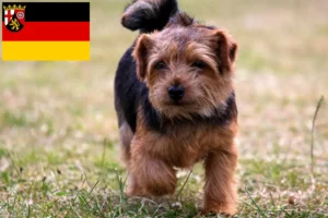 Read more about the article Norfolk Terrier breeders and puppies in Rhineland-Palatinate