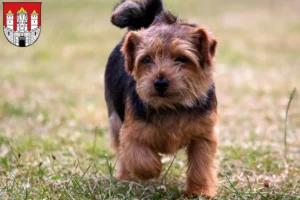 Read more about the article Norfolk Terrier breeders and puppies in Salzburg
