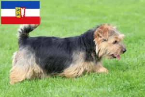 Read more about the article Norfolk Terrier breeders and puppies in Schleswig-Holstein