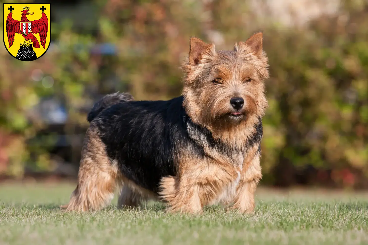 Read more about the article Norwich Terrier breeders and puppies in Burgenland