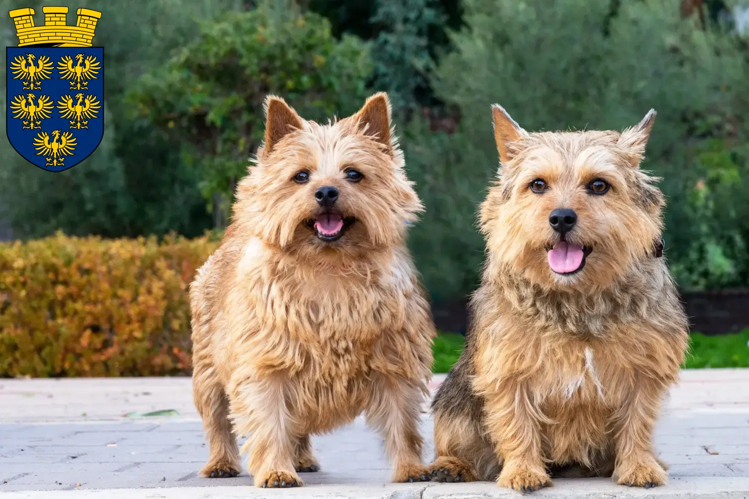 Read more about the article Norwich Terrier breeders and puppies in Lower Austria