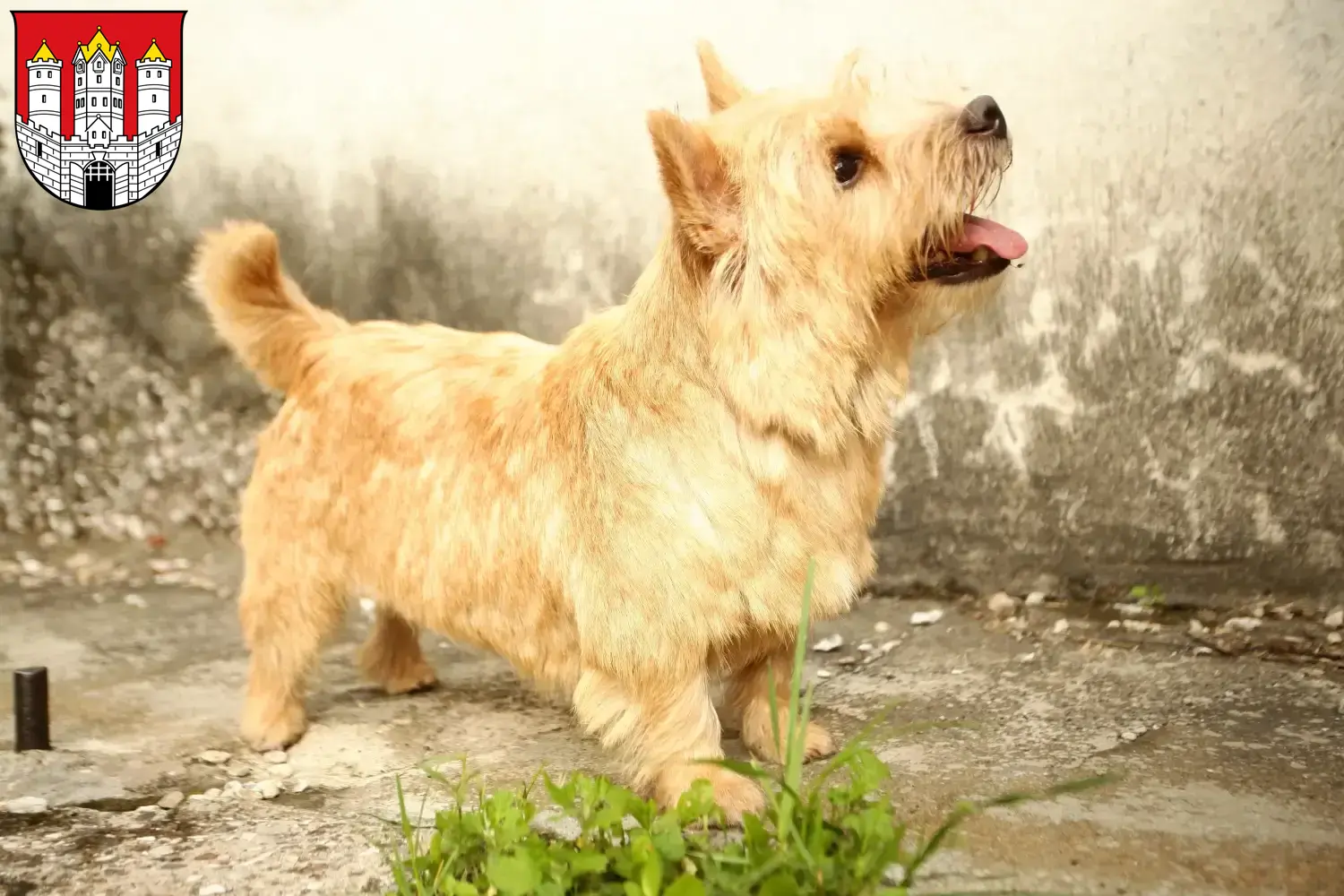 Read more about the article Norwich Terrier breeders and puppies in Salzburg
