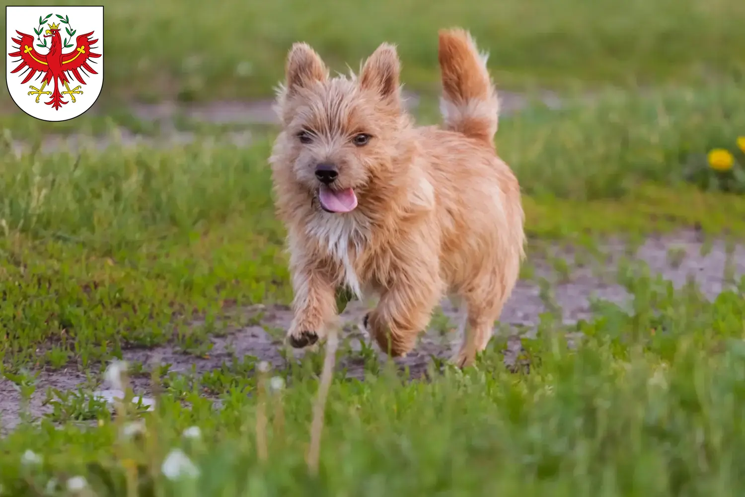 Read more about the article Norwich Terrier breeders and puppies in Tyrol