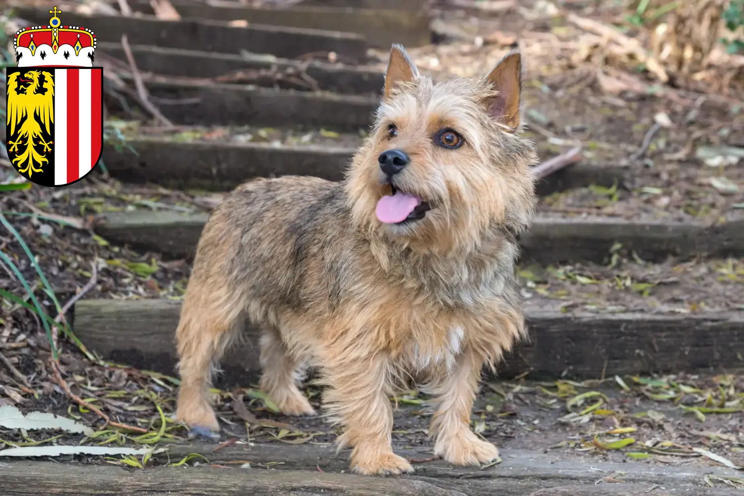 Read more about the article Norwich Terrier breeders and puppies in Upper Austria