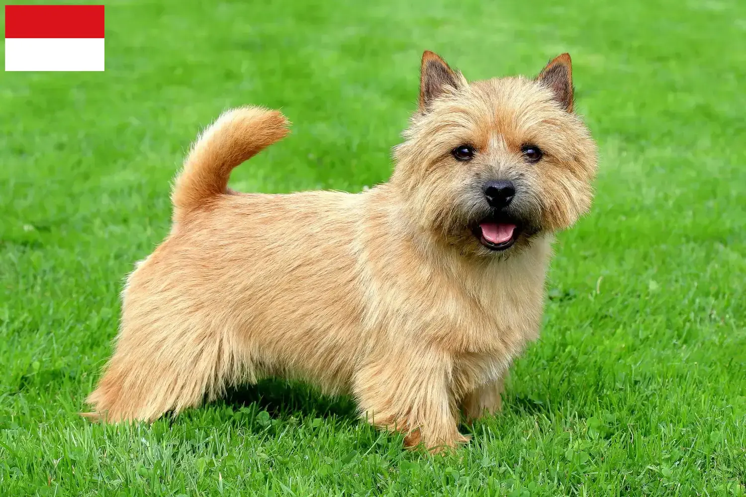 Read more about the article Norwich Terrier breeders and puppies in Vienna