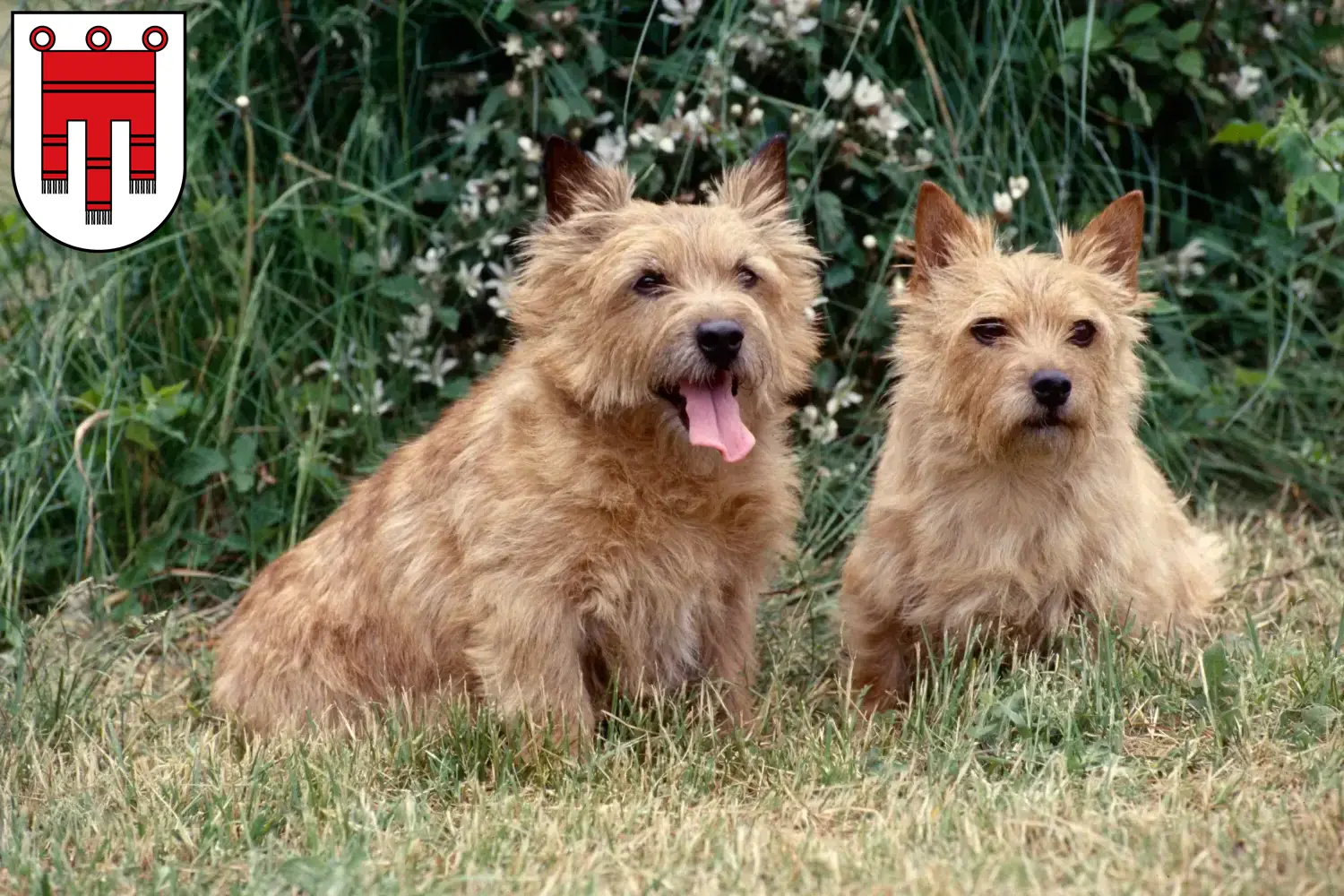 Read more about the article Norwich Terrier breeders and puppies in Vorarlberg