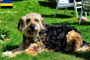 Read more about the article Otterhound breeders and puppies in Gelderland