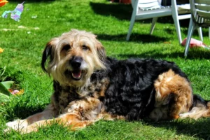 Read more about the article Otterhound breeders and puppies in Nordjylland