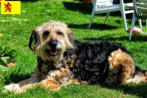 Read more about the article Otterhound breeders and puppies in South Holland