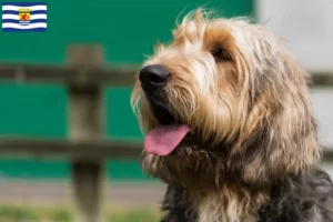 Read more about the article Otterhound breeders and puppies in Zeeland