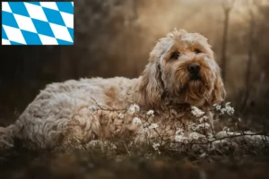 Read more about the article Otterhund breeders and puppies in Bavaria