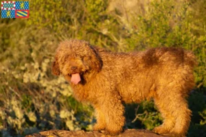 Read more about the article Perro de Agua Español breeders and puppies in Bourgogne-Franche-Comté