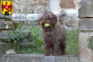 Read more about the article Perro de Agua Español breeders and puppies in Burgenland