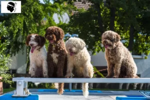 Read more about the article Perro de Agua Español breeders and puppies in Corsica