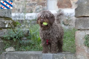 Read more about the article Perro de Agua Español breeders and puppies in Friesland