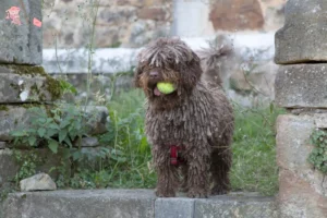 Read more about the article Perro de Agua Español breeders and puppies in Hovedstaden