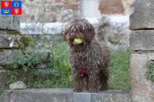 Read more about the article Perro de Agua Español breeders and puppies in Hradec Králové