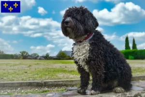 Read more about the article Perro de Agua Español breeders and puppies in Île-de-France