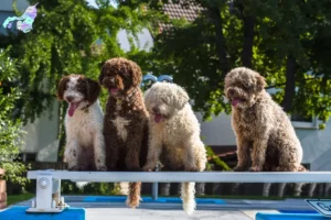 Read more about the article Perro de Agua Español breeders and puppies in Nordjylland
