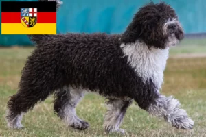 Read more about the article Perro de Agua Español breeders and puppies in Saarland