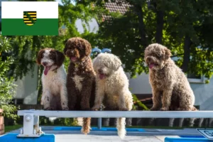 Read more about the article Perro de Agua Español breeders and puppies in Saxony