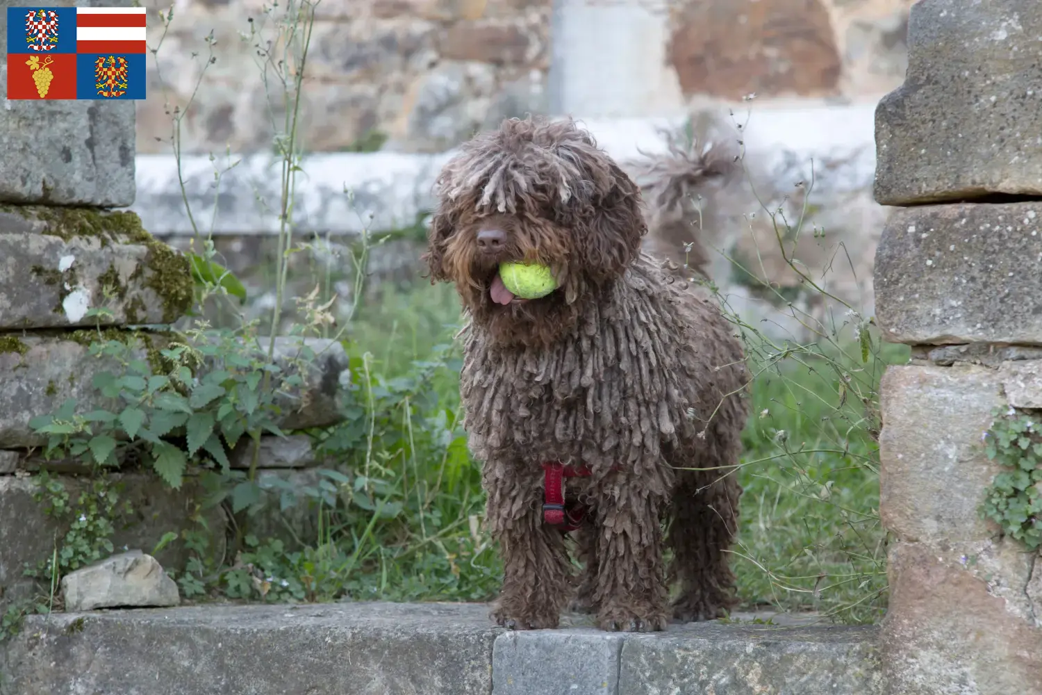 Read more about the article Perro de Agua Español breeders and puppies in South Moravia