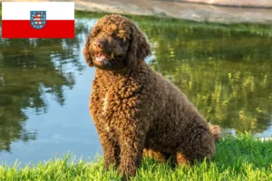 Read more about the article Perro de Agua Español breeders and puppies in Thuringia