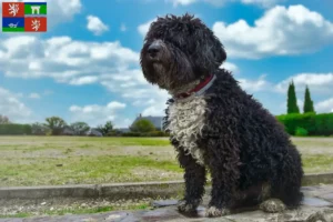 Read more about the article Perro de Agua Español breeders and puppies in Ústí