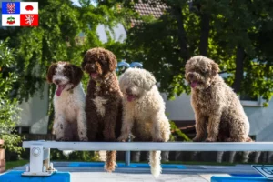 Read more about the article Perro de Agua Español breeders and puppies in Vysočina
