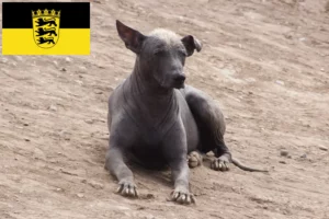 Read more about the article Peruvian Hairless Dog Breeder and Puppies in Baden-Württemberg