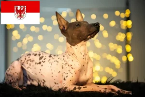 Read more about the article Peruvian Hairless Dog Breeder and Puppies in Brandenburg