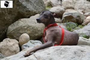 Read more about the article Peruvian Hairless Dog Breeder and Puppies in Corsica
