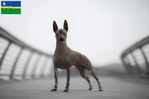 Read more about the article Peruvian Hairless Dog breeder and puppies in Flevoland