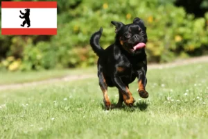 Read more about the article Petit Brabançon breeders and puppies in Berlin