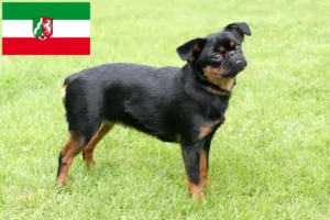 Read more about the article Petit Brabançon breeders and puppies in North Rhine-Westphalia