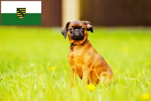 Read more about the article Petit Brabançon breeders and puppies in Saxony