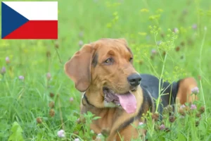 Read more about the article Polish Bracke breeders and puppies in the Czech Republic