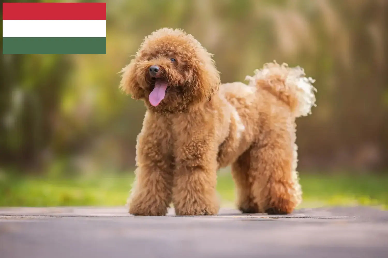 Read more about the article Poodle breeders and puppies in Hungary