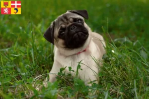 Read more about the article Pug breeders and puppies in Auvergne-Rhône-Alpes