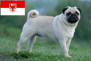 Read more about the article Pug breeders and puppies in Brandenburg