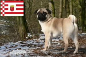 Read more about the article Pug breeders and puppies in Bremen