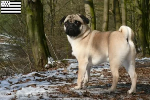 Read more about the article Pug breeders and puppies in Brittany