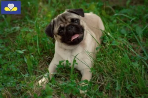 Read more about the article Pug breeders and puppies in the Brussels-Capital Region